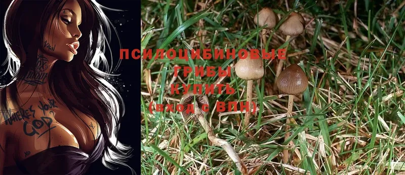 Псилоцибиновые грибы Psilocybe  Полярные Зори 